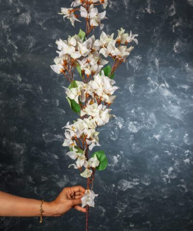 bougainvillea single